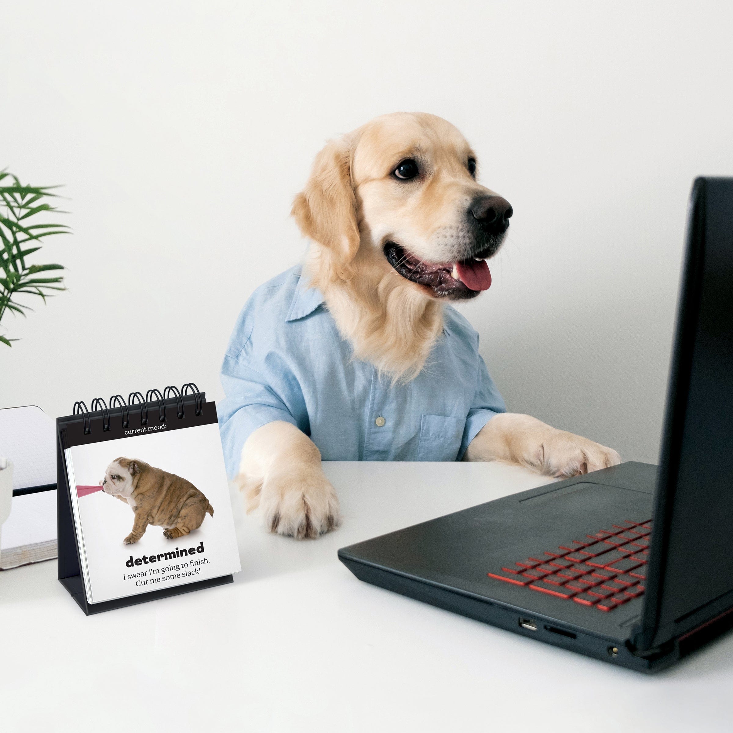 Daily Doggo - Desktop Mood Flipchart