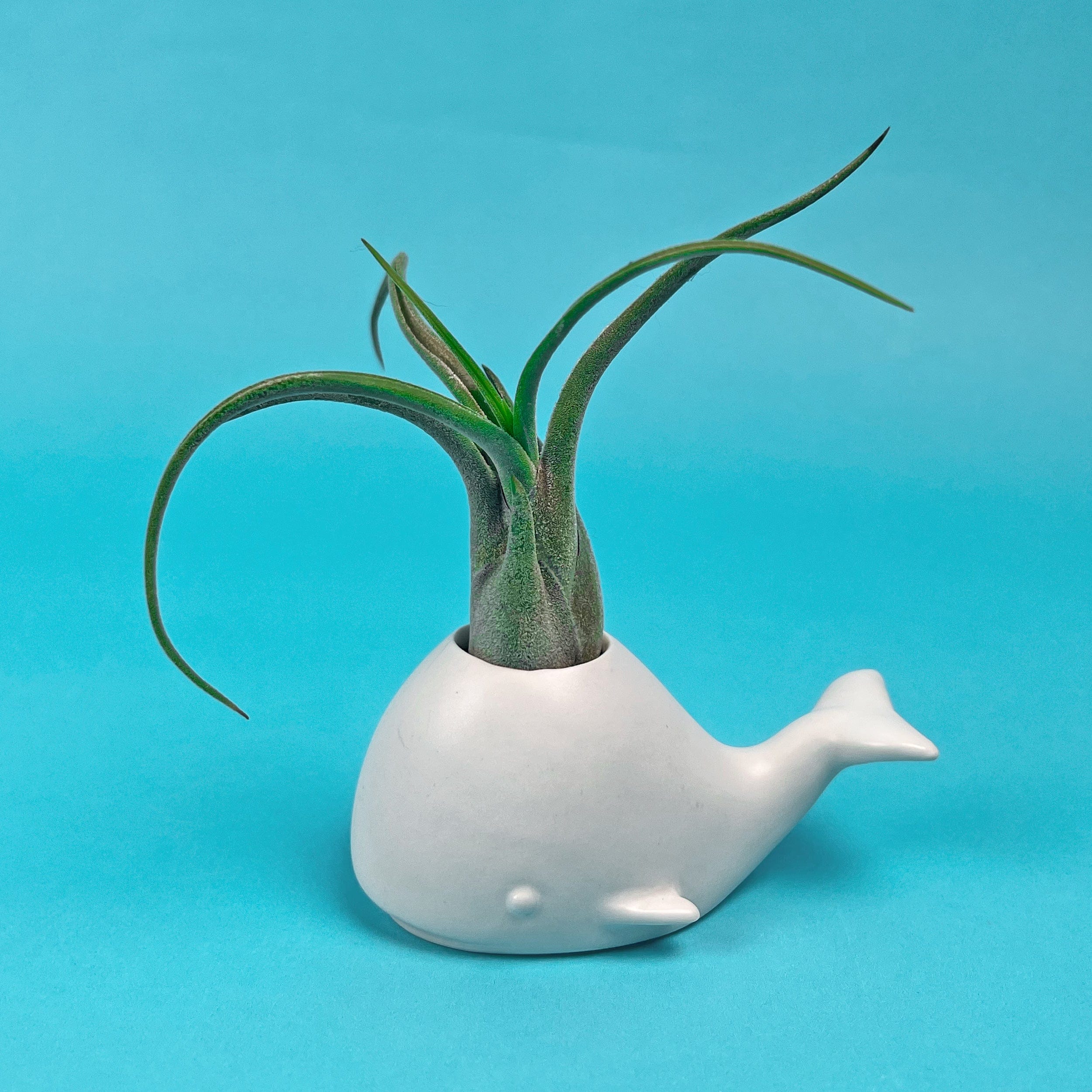 FANCY PLANTS - Whale